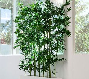Опис кімнатного бамбука і рекомендації по вирощуванню бамбука в домашніх умовах