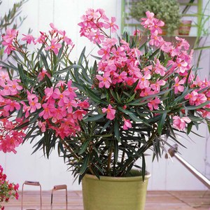 Квітка олеандр: правильний догляд за рослиною в домашніх умовах