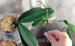 Як відсадити дитинку орхідеї в домашніх умовах, як відокремлювати і акуратно взяти відросток
