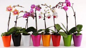 Чому не зацвітає орхідея в домашніх умовах: що робити, причини відсутності цвітіння, чому не цвіте