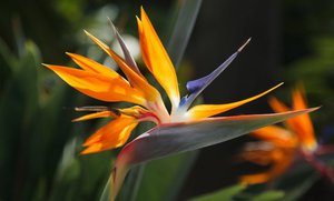 Квітка королівська Стреліція: вирощування і догляд в домашніх умовах за &quot;райської птахом&quot;