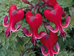 Дицентра — квітка «розбите серце»: опис, посадка і догляд, види