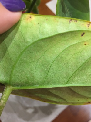 Антуріум: хвороби листя, причини виникнення і як їх лікувати