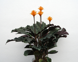 Квітка калатея: особливості догляду та утримання в домашніх умовах, правила поливу, пересадки і розмноження