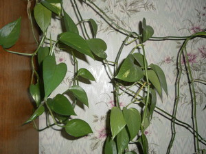 Група рослин мужегонов: основні особливості рослин, як виглядають такі квіти