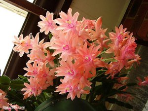 Чому не цвіте декабрист; Як правильно за ним доглядати, щоб отримати взимку прекрасні квіти