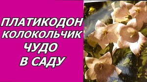 Платікодон: посадка і догляд в домашніх умовах, вирощування квітки платикодон рожевий, посадка і догляд