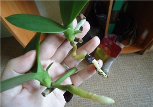 Як розмножуються орхідеї в домашніх умовах: можливість розмножувати деякі види орхідей індивідуально
