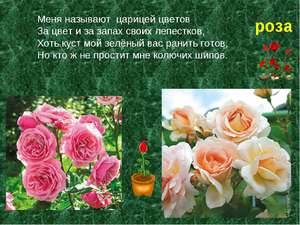 Квітка Троянда: опис і характеристика, рекомендації по догляду, властивості квітки і його використання