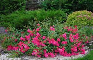 Почвопокривні троянди і їх різновиди: особливості сланких сортів, правила посадки, вирощування та догляду