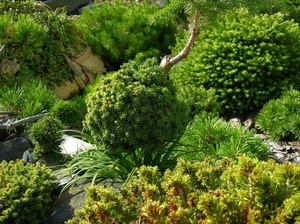 Вічнозелені рослини: види та їх характеристики, способи використання в ландшафтному дизайні саду