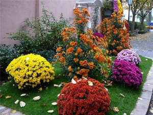 Як правильно вирощувати хризантеми багаторічні: види садових хризантем, посадка і догляд, захворювання