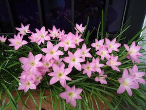 Квітка зефірантес: опис виду, різновиди, догляд і посадка в домашніх умовах