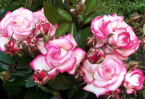 Плетистая троянда хендель (handel): опис виду, особливості посадки і догляду