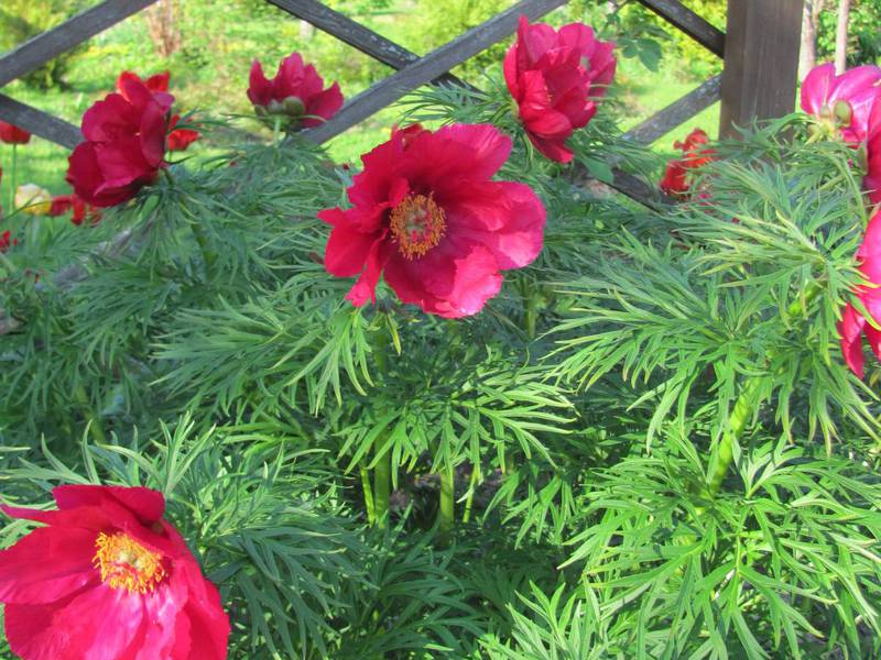  Paeonia anomala - Пион 