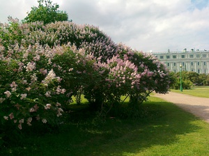 Персидская сирень 