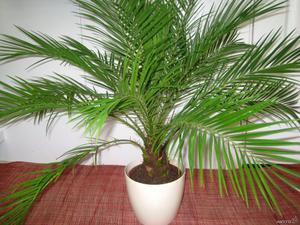 Фінікова пальма: особливості вирощування в домашніх умовах