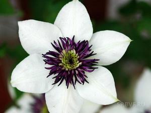 Цветок клематиса белого