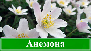 Квітка анемона, анемони посадка і догляд, квітка анемони садити у відкритий грунт і догляд