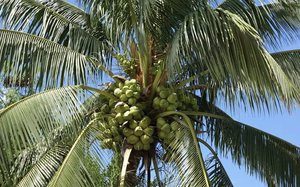 Як ростуть кокоси - вони ростуть на кокосовій Пальмі переважно в Південно-Східній Азії