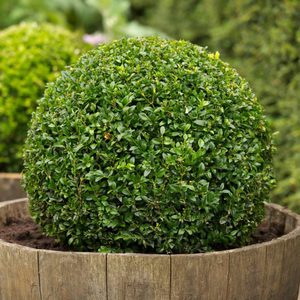 Вид самшита  Buxus sempervirens