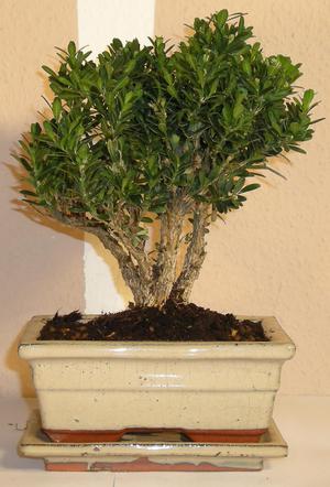 Вид самшита Buxus mikrophylla