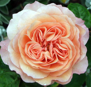 Найкращі паркові сорти троянд від Девіда Остіна відповідні для Підмосков'я