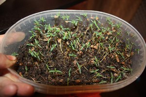 Як вирощувати тую: розмноження рослини в домашніх умовах насінням живцями