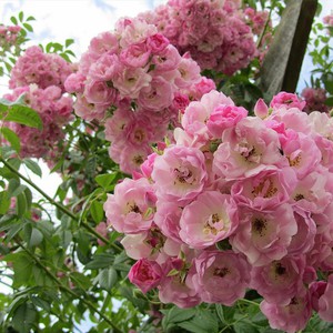 Зморшкувата Троянда ругоза: основні особливості догляду та посадки Альби