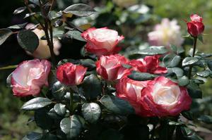 Як правильно посадити, доглядати і лікувати двоколірну троянду Ностальжі