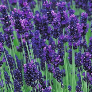 Лаванда узколистная Lavandula angustifolia 