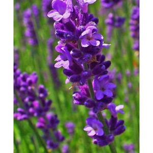 Лаванда узколистная Lavandula