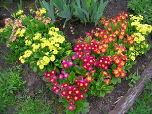 Високі квіти для саду: які невибагливі багаторічники найкраще підходять для вирощування у себе в саду