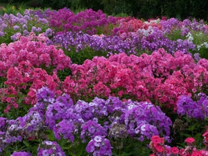 Багаторічні самі невибагливі квіти для дачі: особливості вирощування і терміни цвітіння