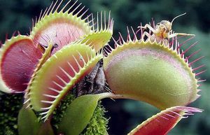 Найдивовижніші хижі рослини, які є м'ясоїдними і харчуються комахами
