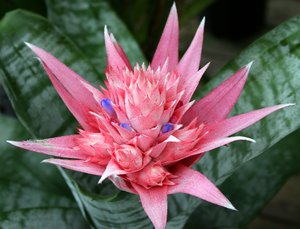 Bromelia – плотоядное растение 