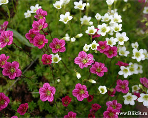 Незвичайний квітка ломикамінь є прекрасним рослиною, яке вирощується на вулиці і в приміщенні