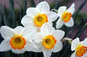 Нарцис: опис і як виглядає квітка, а також коли він починає цвісти