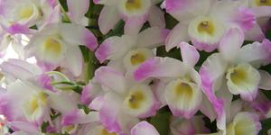Орхідея Дендробіум Нобіле: догляд і посадка рослини, цвітіння Dendrobium nobile в домашніх умовах
