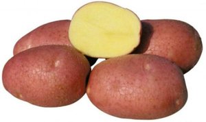 Картопля & quot;Беллароза & quot;: опис сорту, характеристики & quot;білої троянди & quot;, Як правильно вирощувати картоплю