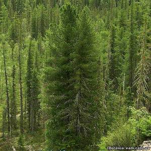 Сибірський кедр: як виглядає, де росте, види кедра і його шишки і насіння