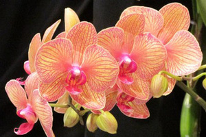 Особливості вирощування орхідеї Фаленопсис в домашніх умовах: опис, рекомендації по догляду