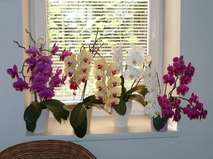 Цветок Phalaenopsis