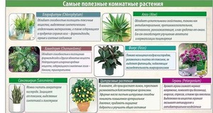 Влияние растения для человека