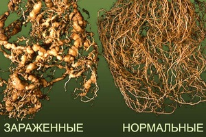 Галовая нематода поражающая корни растения