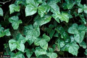 Отруйний плющ: опис рослини, способи лікування опіків і симптоми отруєння