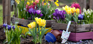 Як правильно доглядати за тюльпанами після цвітіння: поради та рекомендації по догляду