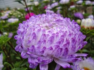 Квітка астра: вирощування і посадка квітки, догляд за рослиною