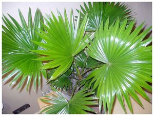 Види кімнатних пальм, листя пальми особливості розташування, домашня пальма ВИРОЩУВАННЯ