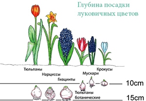 Посадка луковичных растений в землю